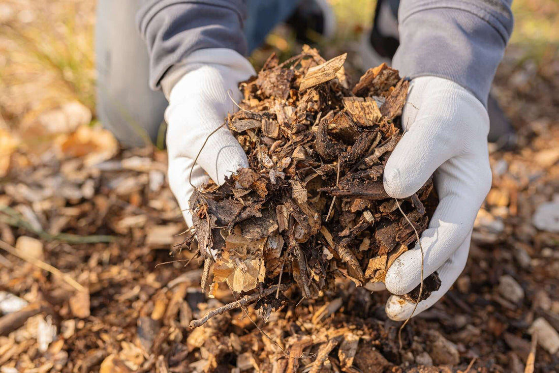 Living Mulch for Healthier Gardens