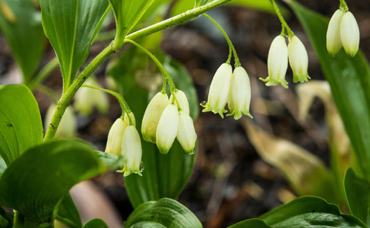 Bell-Shaped Perennials for a Delicate Touch to Your Garden - Tree Nursery Co