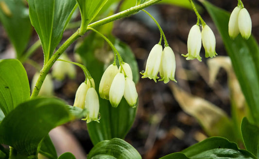 Bell-Shaped Perennials for a Delicate Touch to Your Garden - Tree Nursery Co