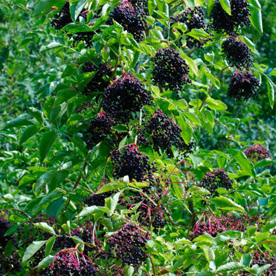How to Cultivate and Care for Elderberry Plants: 5 Easily Grown Elderberry Varieties to Try