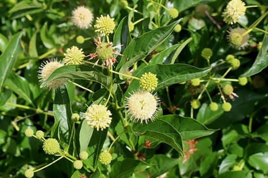 Native Live Stakes for Erosion Control