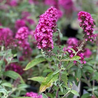 Warm Season Perennial Favorites From Advanced Gardeners - Tree Nursery Co