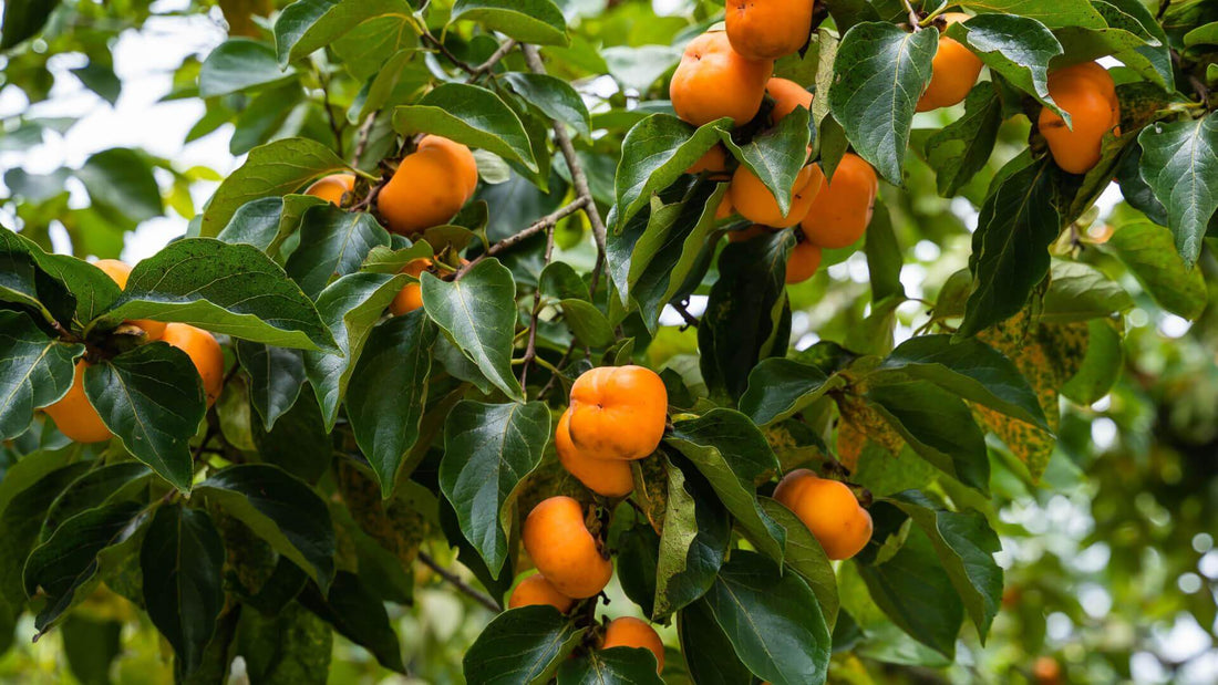 Persimmon Tree Cultivation And Care