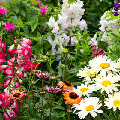 Building Your Garden With Perennial Plants