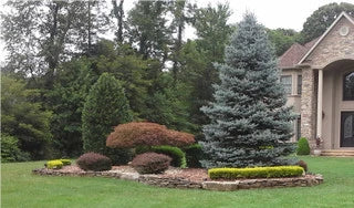 The Best Evergreens To Plant For A Living Fence