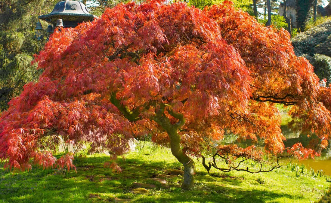Using Japanese Maple Trees In Landscaping - Tree Nursery Co