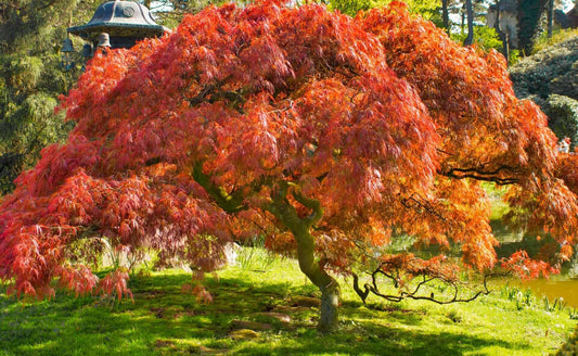 Using Japanese Maple Trees In Landscaping - Tree Nursery Co