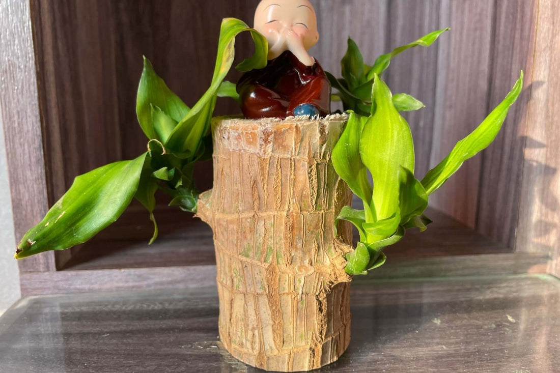 Brazilian Wood Plants: Adding Exotic Elegance