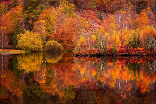 Fall's Favorite Trees