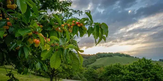 Fruit Tree Advantages Tennessee Wholesale Nursery