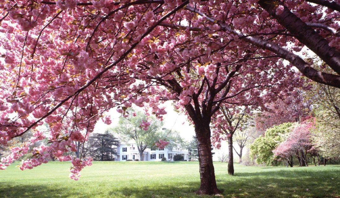 Flowering Trees Homeowner's Enjoy Looking At