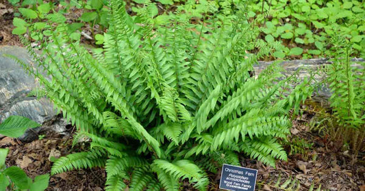 Easy To Grow Ferns Tennessee Wholesale Nursery