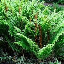 Cinnamon Fern Tennessee Wholesale Nursery
