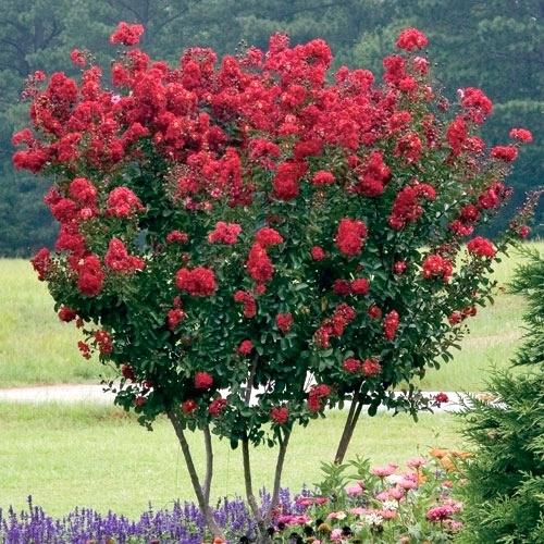 Crepe Myrtles Make Excellent Plants For Any Landscape