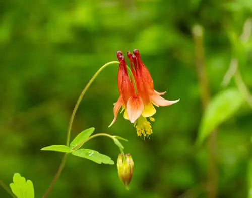 Native Plants for Fire-Resistant Landscaping