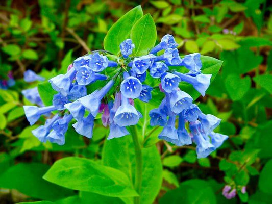 Perennials Make Excellent Starter Gardens - Tree Nursery Co