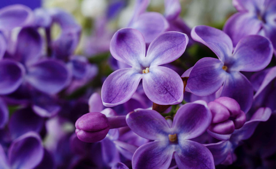 7 Flowering Trees and Shrubs That Make a Spring Statement