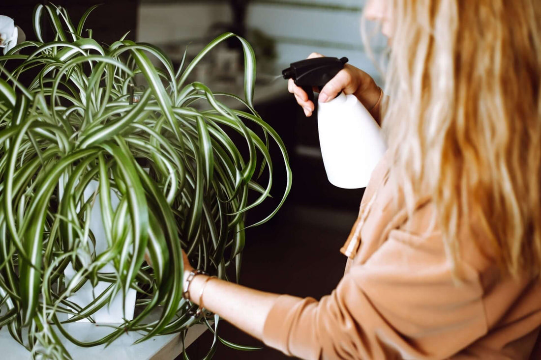The Incredible Benefits of Spider Plants