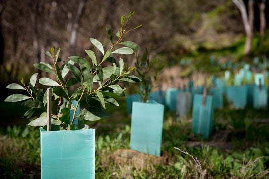 Tree Seedlings In Restoration