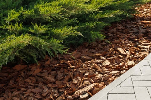 Mulching Masterclass: How and When to Mulch Your Garden