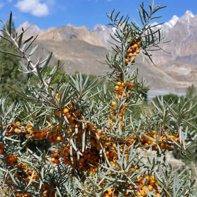 The Beauty Of Buckthorn