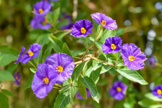 What is a Gentain Violet?