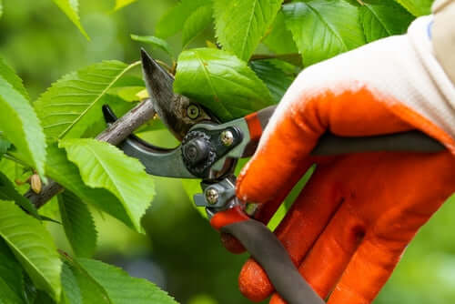 Maintenance Tips for Ornamental Trees
