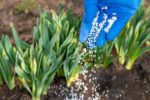 The Do’s and Don’ts of Fertilizing Outdoor Plants