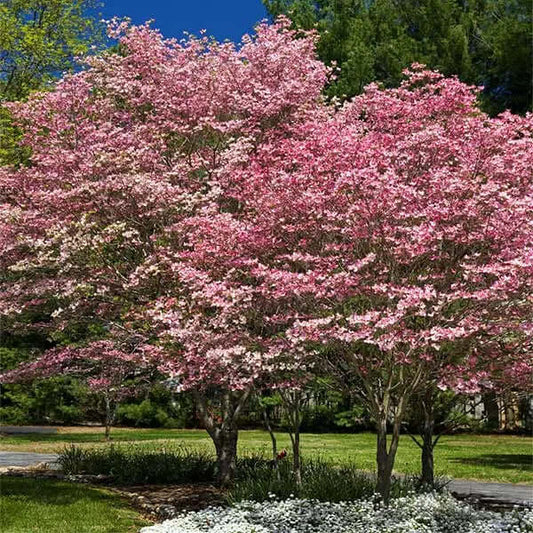 Ten Fast-Growing Trees