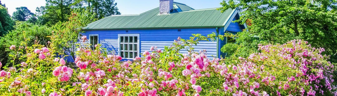 Tips & Tricks on Planting & Caring for Your Perennial Plants - Tree Nursery Co