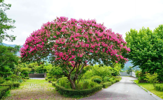 Crepe Myrtles: A Kaleidoscope of Color in the Garden - Tree Nursery Co
