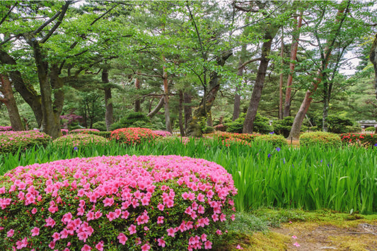 Perennials Are Diverse Plants in Various Shapes, Sizes and Colors