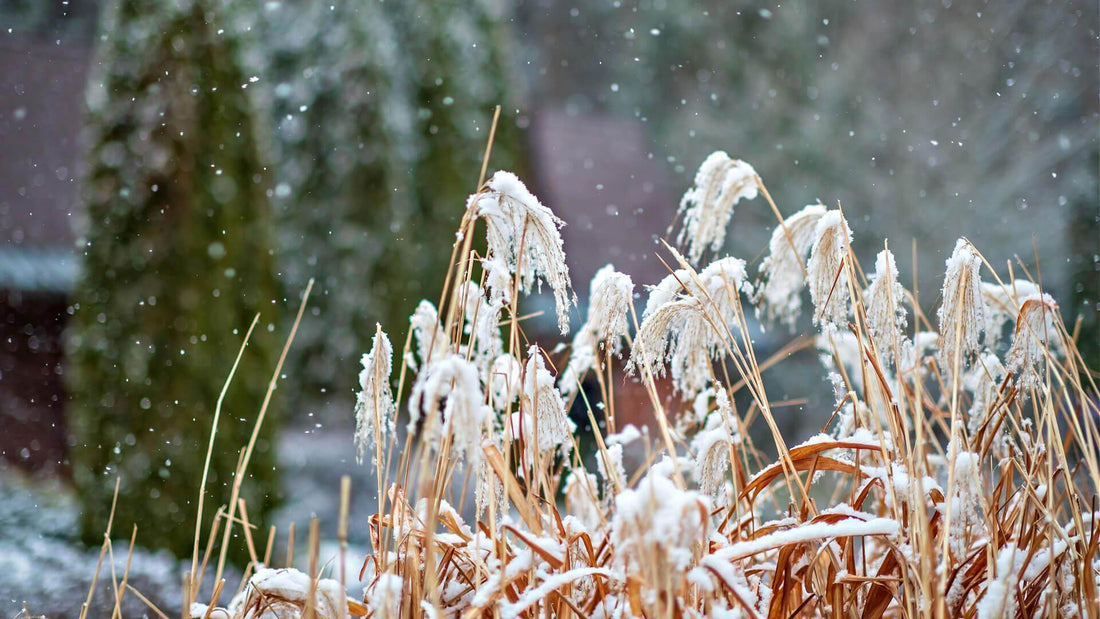 Practical Tips for Winterizing Your Garden