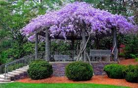 Beautiful Blue Wisteria Plant