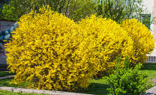 Best Shrubs for Hedges and Borders for Privacy