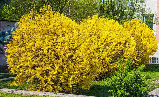Best Shrubs for Hedges and Borders for Privacy Tennessee Wholesale Nursery