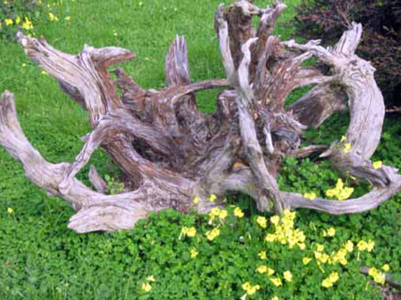 Driftwood In Landscaping