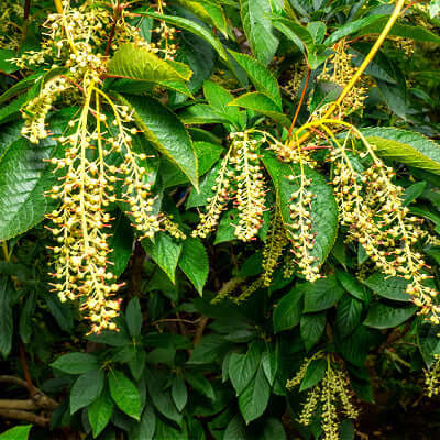 The Sourwood Tree