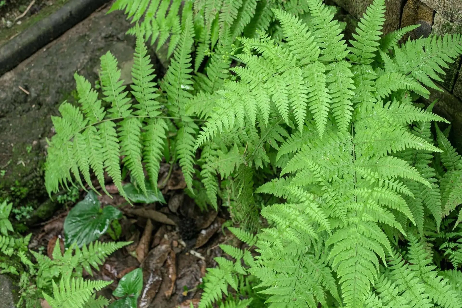 Fern Uses and Benefits in Landscaping - Tennessee Wholesale Nursery