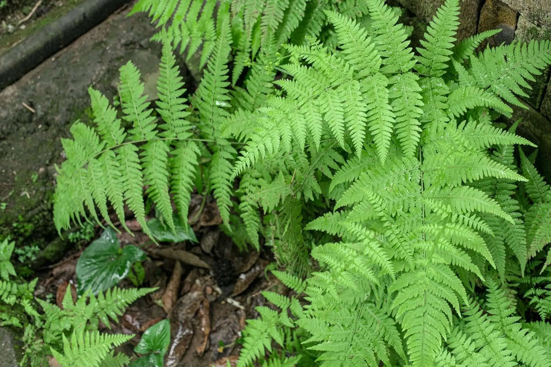Fern Uses and Benefits in Landscaping Tennessee Wholesale Nursery