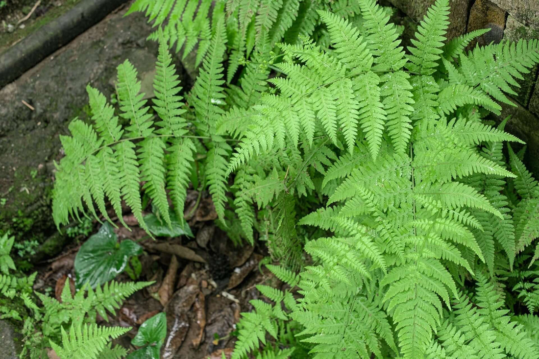 Fern Uses and Benefits in Landscaping