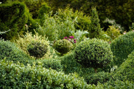 Wintergreen Boxwood is a short evergreen shrub