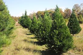 Eastern Red Cedar Tree