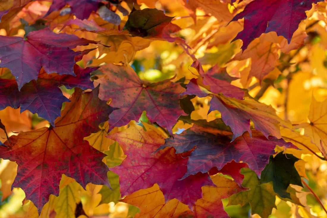 Why Maple Trees Are Loved in Tennessee