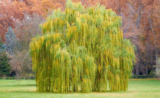 The Graceful Weeping Willow Tree - Tree Nursery Co