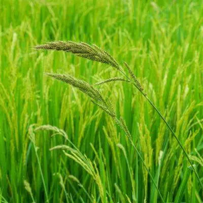 Panic Grass The Grass Worth Panicking Over