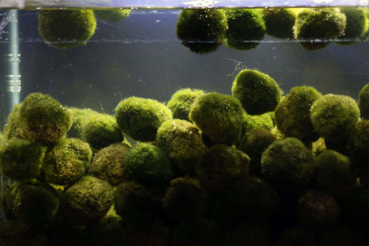 Everything You Need to Know About the Unique Moss Ball Pet