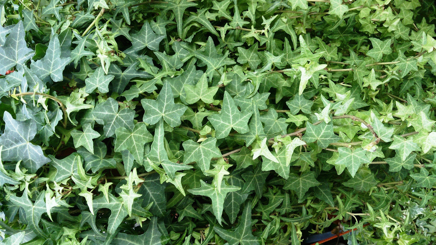 Vines Cover Everything Making Them Attractive In Gardens