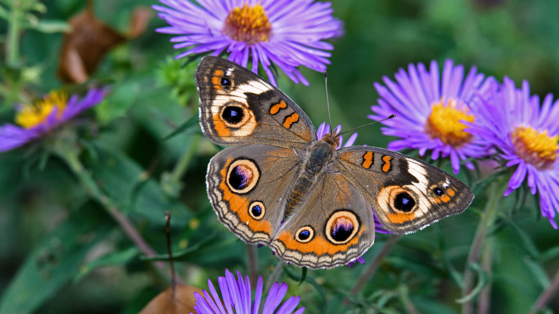 Exploring Exotic Native Perennials of the United States - Tree Nursery Co