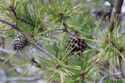 Adaptable Evergreens